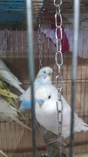 Qəfəslər: Hazir cut korella qefes qarisiq yuvasi altinda yumurtasi — 8