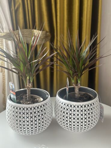 Другие комнатные растения: Продаю комнатные цветы! Зелёные, красивые, ухоженные — выращены с — 10