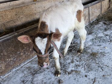 Коровы, быки: Продаю | Бык (самец) | Симментальская | На откорм, Для разведения