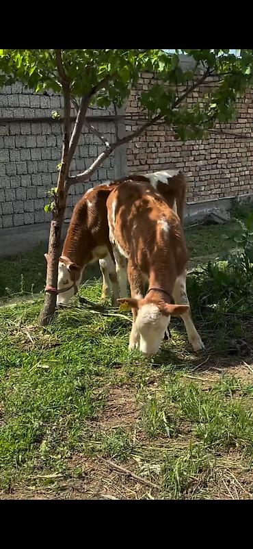 Dana, buzov: 2 baş simmental tipli dana - Növ: ətlik-südlük istiqamətli simmental — 2