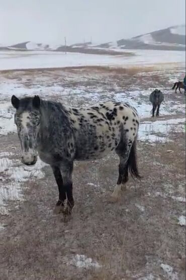 уй кунаажын: Айгыр сатылат уйурго салынып жургон 3 жыл полу кровный Аппалуза