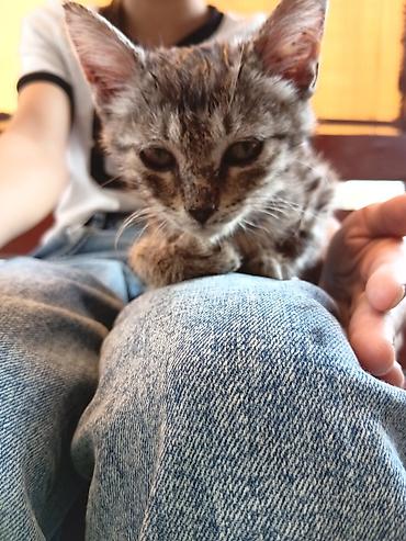 Отдам даром кошку: Котёнок, мраморно‑тигровый окрас (серо‑чёрный табби), короткошёрстный — 2