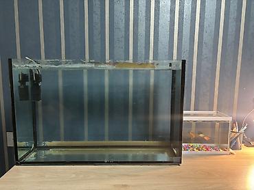 Akvariumlar: Böyük 80lt
Kiçik 6lt

Hər ikisi də satılır — 1