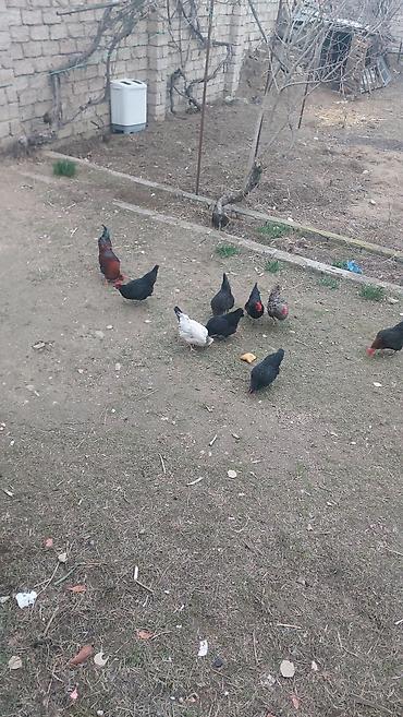 yumurtlayan toyuqlar satilir: Mayali kənd yumurtasi ünvan maşdaga aide park — 2
