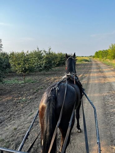 Domaće životinje: Na prodaju: crni konj, atletske građe i pravilnih nogu. - Tip — 4