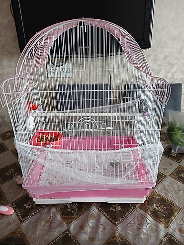 Tutuquşları: Nimfa (cockatiel) tutuquşusu və qəfəsi satılır. Xüsusiyyətlər: - Növ — 3