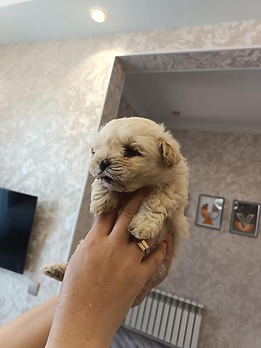 İtlər: Pudel, 2 ay, Erkek — 10