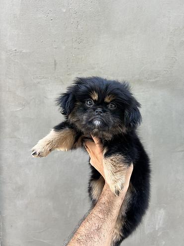 İtlər: Pekines, 3 ay, Dişi, Peyvəndli, Pulsuz çatdırılma — 5