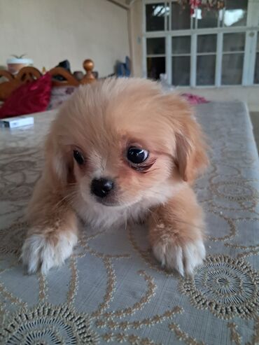 en gozel it adlari: Pekines, 2 ay, Dişi, Peyvəndli