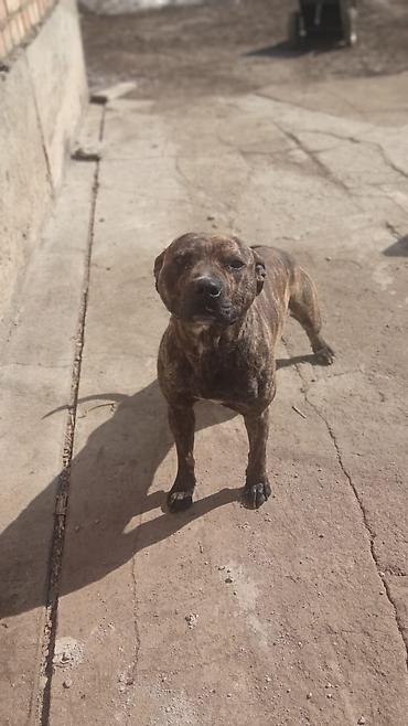 Продажа собак: Собака среднего роста, крепкого телосложения. Окрас тигровый — 5