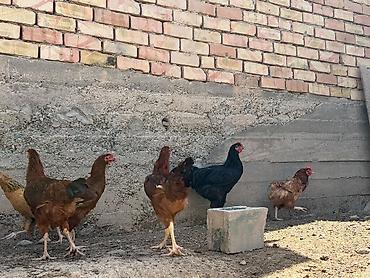сумка для собак: Продаю | Куры | Брама, Кучинская | Для разведения — 3
