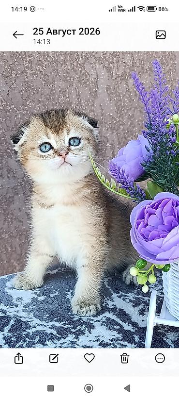 кошка скоттиш фолд цена: Скотиш Фолд (Шотландская вислоухая), 1 месяц, Девочка, Золотая шиншилла, Приучена к лотку, Проглистована — 4