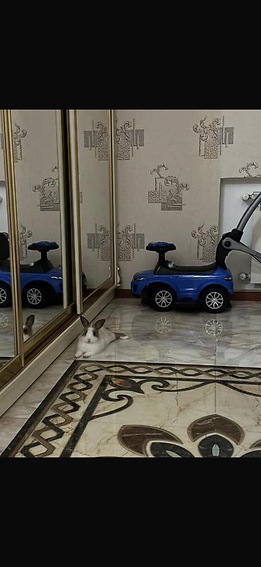 Dovşanlar: Ev dovşanı – miniatür, uzun tüklü dekorativ cins. - Rəng: ağ-krem və — 2