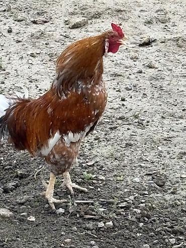 Xoruz, il: 2, Ünvandan götürmə