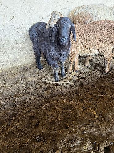 Баран, овца: Продаю | Баран (самец) — 7