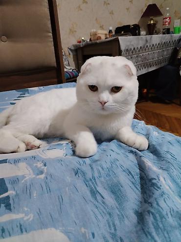 cütləş: Şotland yastı qulaq — 2
