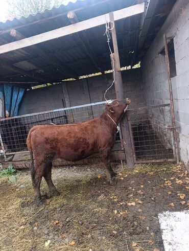 арпа мака: Сатам | Кунаажын | Симментал | Көбөйтүү үчүн, Сүт алуу үчүн | Асыл тукумдуу, Төл болгон жок