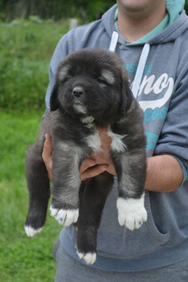 Psi: Odgajivačnica "Joxateam kennel" prodaje štenad Kavkaskog ovcara od — 7