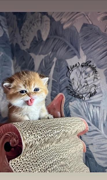 Продажа кошек: Скотиш Фолд (Шотландская вислоухая), 1 месяц, Мальчик, Золотая шиншилла, Приучена к лотку — 18