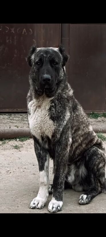 etibarli ellere it verilir: 2 ay, Dişi