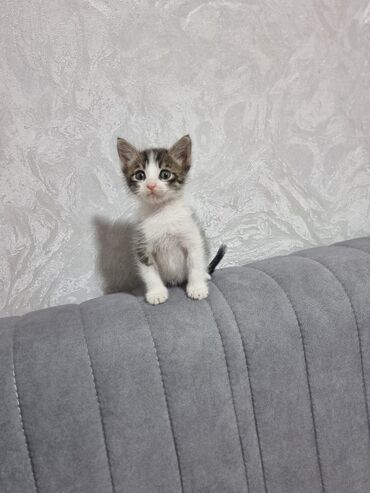 cins pişikler: Erkək, Yaxşı əllərə