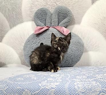приют котят: Кошка даром: Беспородная, 3 месяца, Девочка — 3