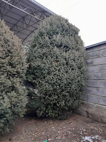 Другие декоративные деревья: Все за 20тыс голубые клипрост высокие хорошие пышные, не болеют — 5