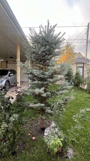 декоративный голубой ель: Саженцы деревьев: Ели