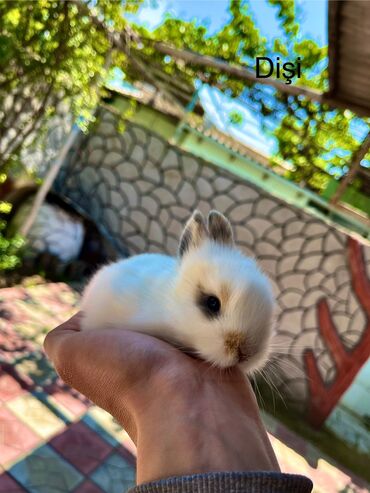 Dovşanlar: Salam🖐🏻. Müxtelif karlik reng seçimleri ve sortları var 🎁 ad — 5