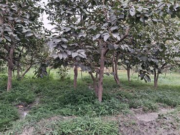 Bağ evlərinin satışı: Yerləşir:Göyçay rayonu Ərəb bələdiyyəsinin yanı trasın qrağı.25 sot -da lalafo.az — 14 Bağ evlərinin satışı: Yerləşir:Göyçay rayonu Ərəb bələdiyyəsinin yanı trasın qrağı.25 sot — 14