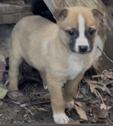 Продажа собак: 1 месяц, Самец — 13