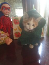 Pişiklər: Britan, Dişi, Yaxşı əllərə, Ünvandan götürmə, Pulsuz çatdırılma, Ödənişli çatdırılma -da lalafo.az — 4 Pişiklər: Britan, Dişi, Yaxşı əllərə, Ünvandan götürmə, Pulsuz çatdırılma, Ödənişli çatdırılma — 4