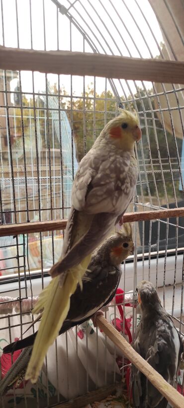 Tutuquşları: Nimfa (cockatiel) tutuquşuları – müxtəlif rəng mutasiyaları ilə - — 7