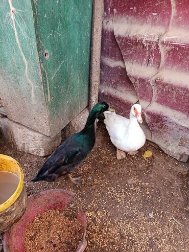 Ördəklər: Dişi, | Lal ördək, Ətlik, Ünvandan götürmə — 3