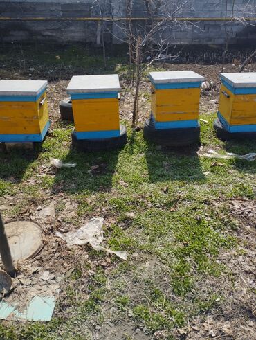 пчелы: Ульи, пчел, пчёлыдадан,
аары