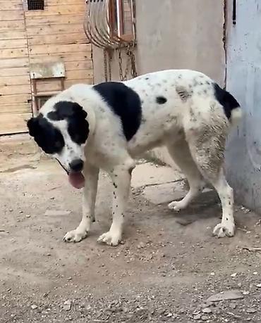 Alabay, Peyvəndli lalafo.az -da Alabay, Peyvəndli