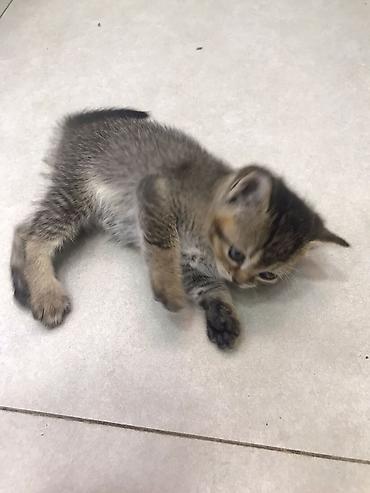 Pişiklər: Şotland — 8