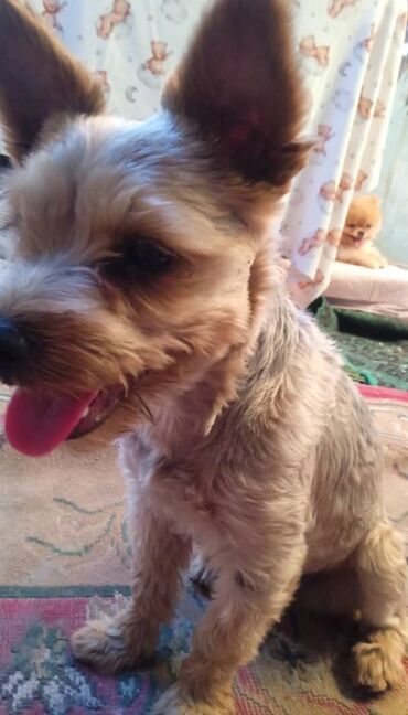 продаю чихуахуа: Продается основательные парочки и также лапочки чистокровные парода