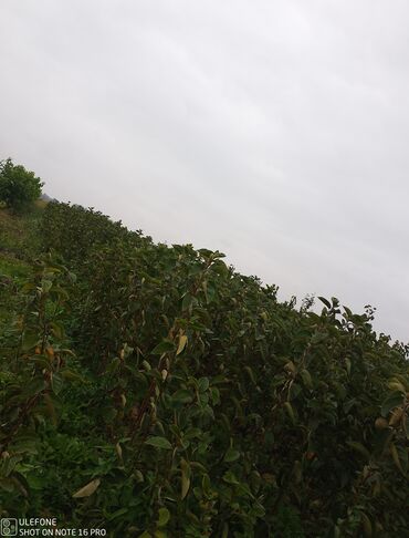 Şitillər: Meyvə tingləri satışdadır və sağlam zəmanətli sifariş verə bilərsiz -da lalafo.az — 21 Şitillər: Meyvə tingləri satışdadır və sağlam zəmanətli sifariş verə bilərsiz — 21