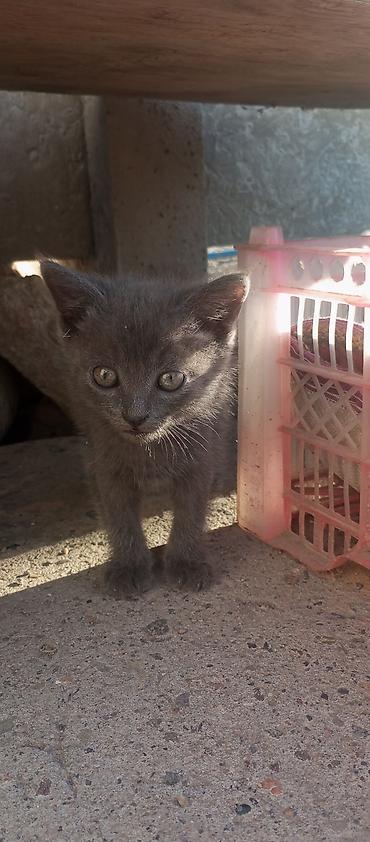 Кошки: БЕСПЛАТО отдам в хорошие руки Котёнок, окрас сплошной серый — 3
