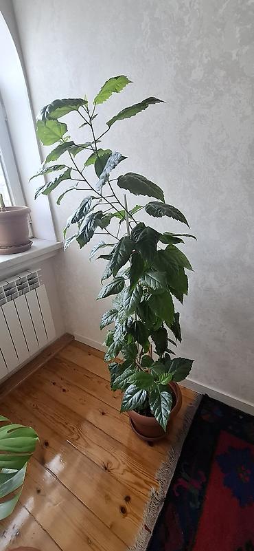 yaşıl: Hibiskus (Çin qızılgülü), torfa əkilib - Hündürlüyü təxminən 120–150 — 5