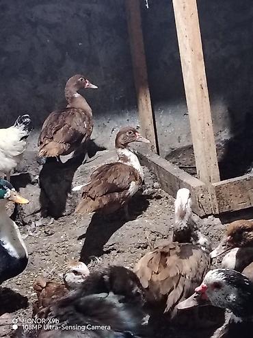 Krasnadar lal ördey saglam heyvanlardı lalafo.az -da Krasnadar lal ördey saglam heyvanlardı