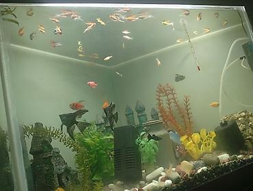 akvarium balik: Qızıl balıq, Sülhsevər, Ünvandan götürmə, Ödənişli çatdırılma — 4