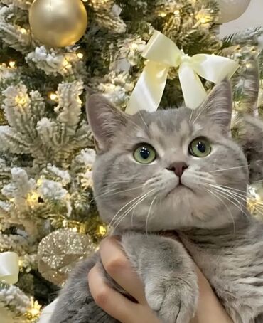 купить котенка в баку: Шиншилла, Самец, В добрые руки