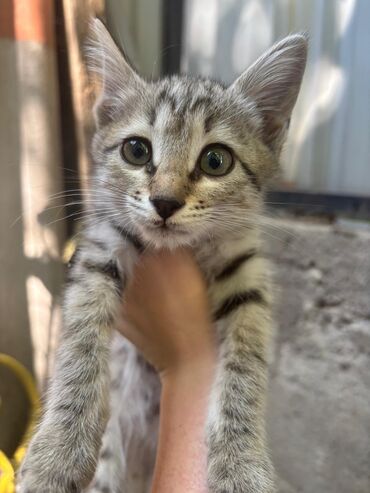 невская маскарадная кошка: Кошка даром: Беспородная, 1 месяц, Мальчик, Метис