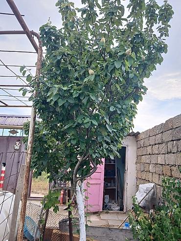 ev və bağ: Nardaran qəs. 3 otaqlı, 3 kv. m, Kredit yoxdur, Orta təmir — 5