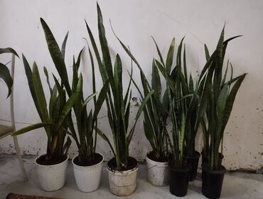 цветы тещин язык: Отдам комнатные цветы за доступную для Вас цену. Прекрасно для офиса и