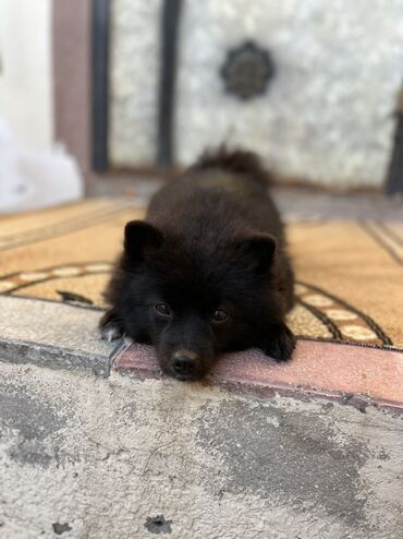 İtlər: Şpitz -da lalafo.az — 6 İtlər: Şpitz — 6