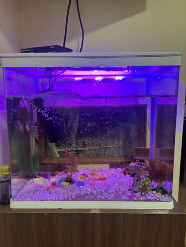 Akvariumlar: Akvaryum komplekti İçində 2 ədəd pilesos balıqla birlikdə satılır — 4