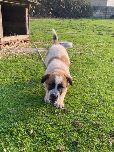 İtlər: Alabay, 1 ay, Erkek, Cütləşmə üçün, Ünvandan götürmə — 8